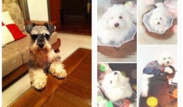 钻石宠物最新爆料,揭秘神秘新品，引领宠物市场新潮流