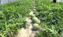 河间吃瓜最新事件爆料,揭秘背后惊人真相，网络热议持续升温